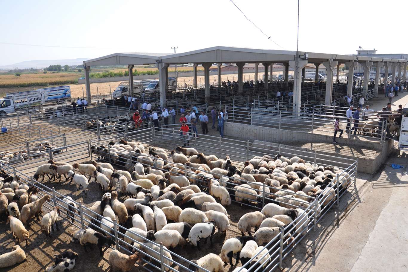 Görücüye çıkarılan kurbanlıklar alıcılarını bekliyor